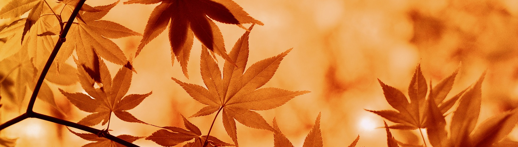 NOTICE - Public holiday 28th September 2023