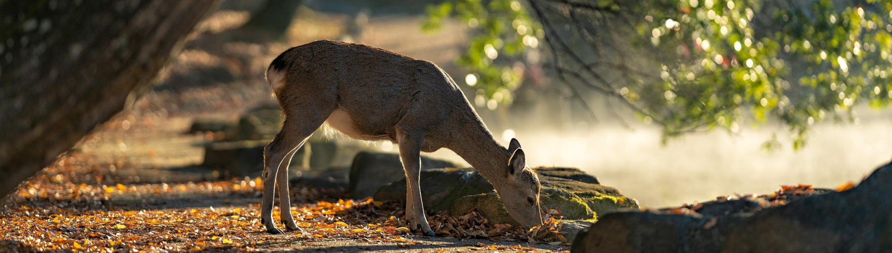 NOTICE - Public holiday on October 27 - 28, 2025