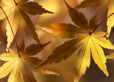 NOTICE - Public holiday 28th September…