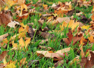 NOTICE - Public holiday 28. 10. 2024